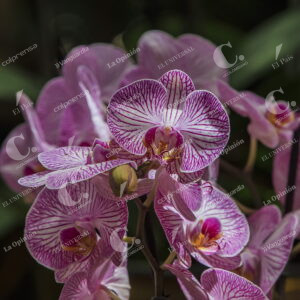 Exhibición de Orquídeas y Flores