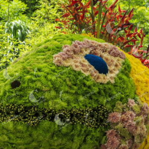 Exhibición de Orquídeas y Flores