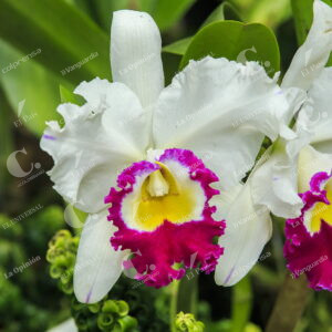 Exhibición de Orquídeas y Flores