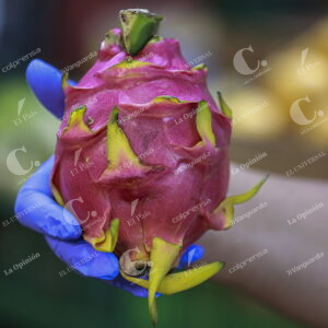 Frutas