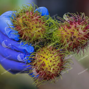 Frutas