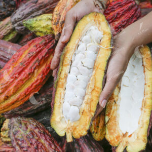 Cultivos de Cacao
