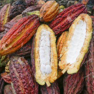 Cultivos de Cacao