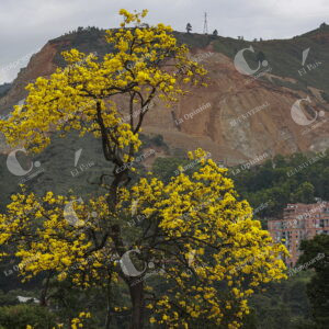 Árboles Guayacanes