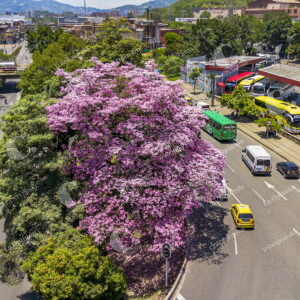 Árboles Guayacanes