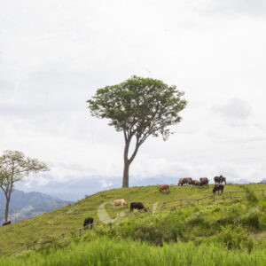 Parque Cerro Tusa
