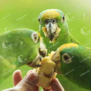 Medellín Aves