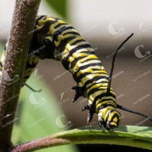 Mariposa Monarca