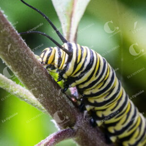Mariposa Monarca