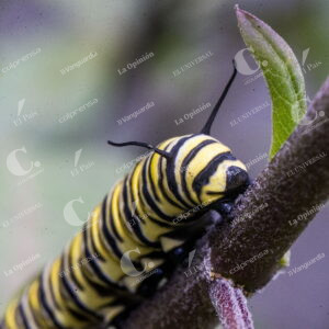Mariposa Monarca