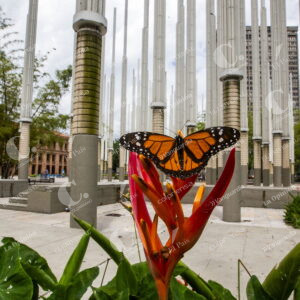 Mariposa Monarca