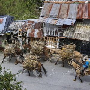 Panela