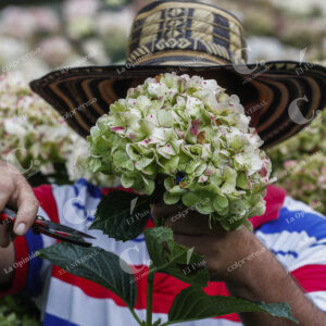 Flores