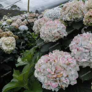 Flores