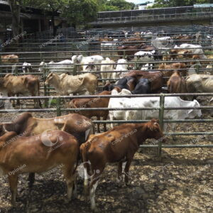 Feria de Ganados