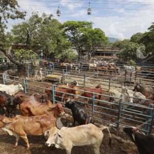Feria de Ganados
