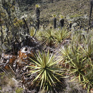Páramo del Sol