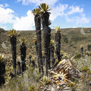 Páramo del Sol