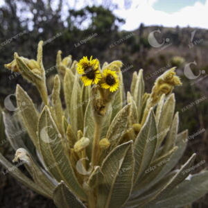 Páramo del Sol
