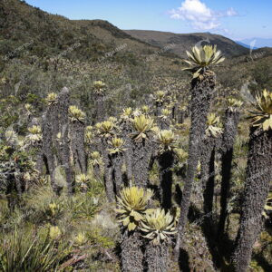 Páramo del Sol