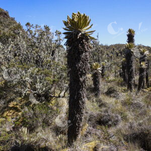 Páramo del Sol