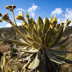 Páramo del Sol