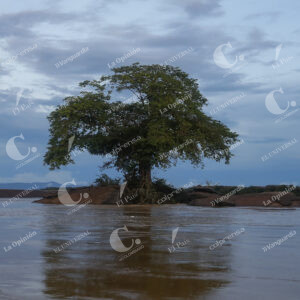 Vichada