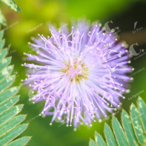 Jardín Botánico