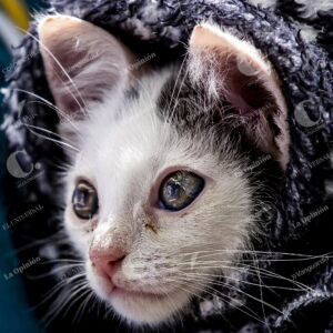 Mascotas Gatos