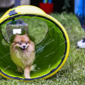Mascotas Perros