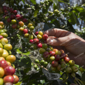 Café Cultivos