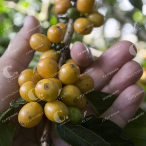 Café Cultivos
