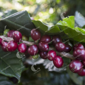 Café Cultivos