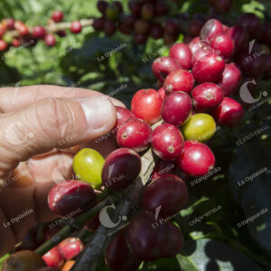 Café Cultivos