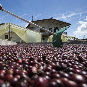 Café Cultivos