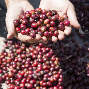 Café Cultivos