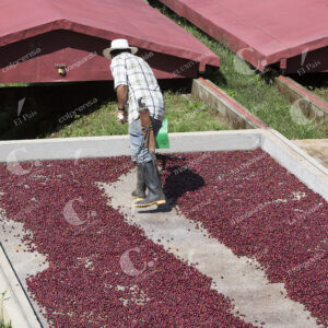 Café Cultivos