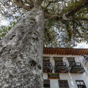 Jericó Árboles