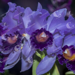 Jardín Botánico
