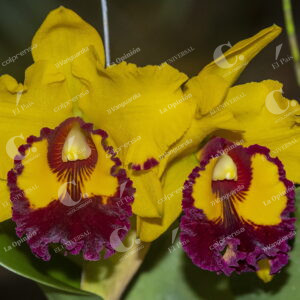 Jardín Botánico
