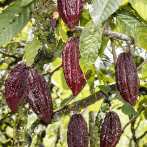 Cultivos de Cacao