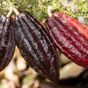 Cultivos de Cacao