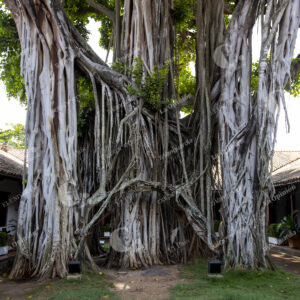 Mompox