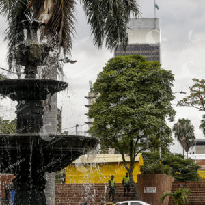 Medellín Árboles