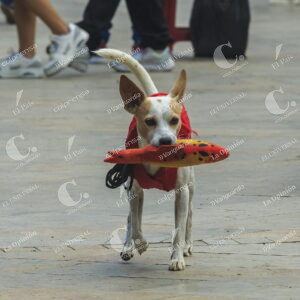 Mascotas Perros