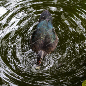 Jardín Botánico Aves