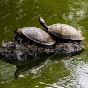 Jardín Botánico Tortugas