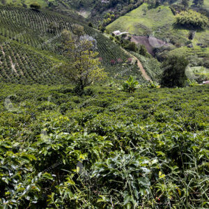 Jericó Cultivos de Café