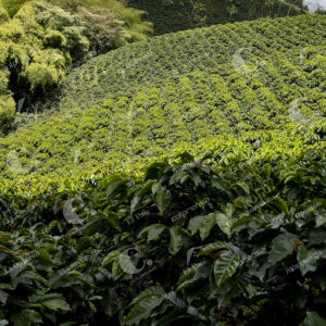 Jericó Cultivos de Café