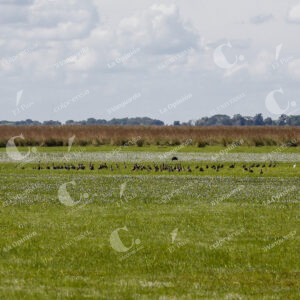 Llanos Orientales